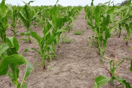 Numerosos ensayos demuestran que es posible elevar los pisos de rendimientos de maíces tardíos con un buen manejo agronómico, una correcta elección de genotipos y el cuidado fitosanitario que se requiere