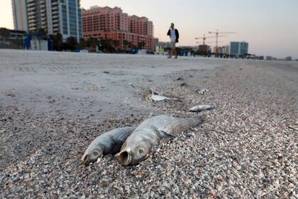 Numerosos peces muertos yacen en una playa debido a la presencia de marea roja en la playa de la localidad de Clearwater, condado Pinellas, en Florida, el jueves 9 de marzo de 2023. (Douglas R. Clifford/Tampa Bay Times vía AP)