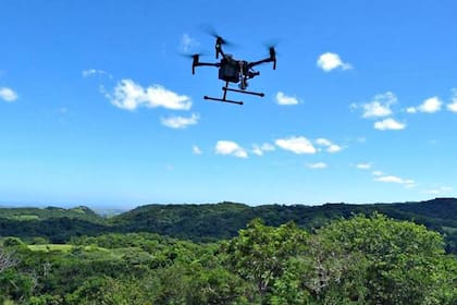 Nunca antes se ha explorado todo el bosque oNgoye en busca de una hembra