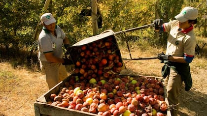 Nunca hubo presencia de mosca de los frutos en chacras o predios productivos en la Patagonia. El caso detectado se dio en la zona urbana
