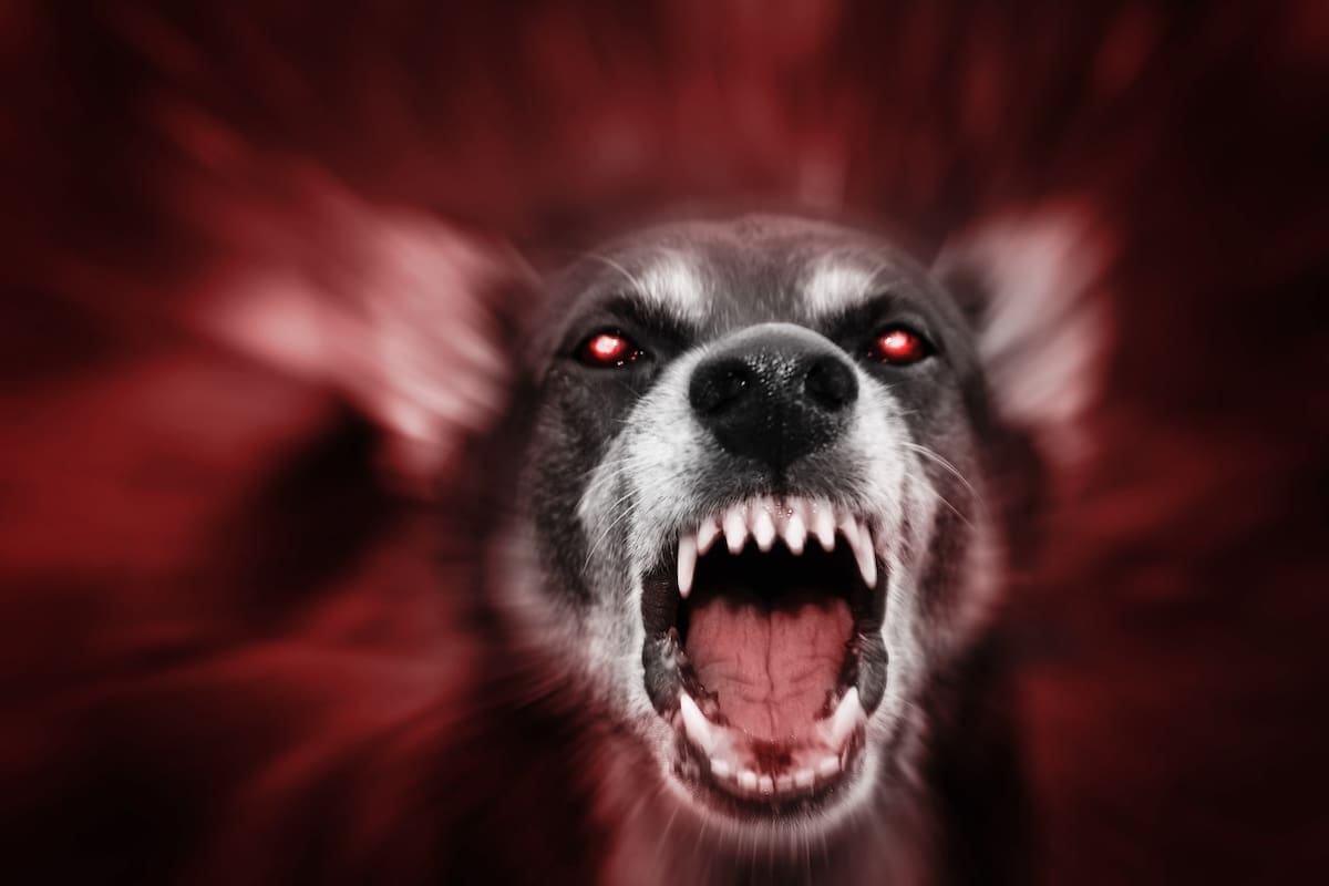 Nunca les tuve miedo a los perros desconocidos, hasta que uno me mordió gravemente; ahora ese miedo está instalado