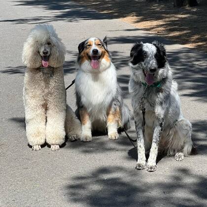 Nuria, Miley y Bossa, los tres perros de Nahuel listos para la acción