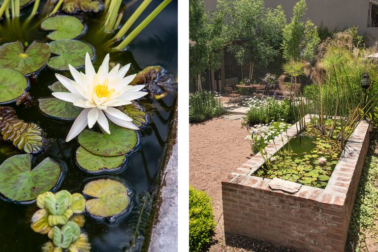 .Nymphaea cv. (la de flor), Pistia stratiotes y Salvinia (izquierda)