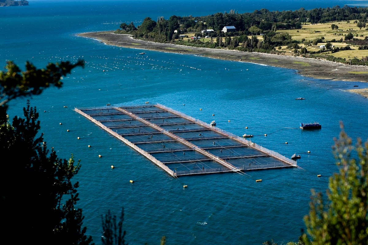 (NYT53) NEAR PUERTO MONTT, Chile -- March 26, 2008 -- CHILE-SALMON-VIRUS-4 --Salmon pens in the Gulf of Reloncavi, near Puerto Montt, Chile, March 2008. Crowded pens are blamed for water pollution and potentially unhealthy fish. (Joao Pina/The New York Times)