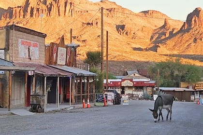 Oatman es uno de los pueblos de Arizona que destaca por ser un santuario de burros salvajes (Instagram/@gavin.whitney8)