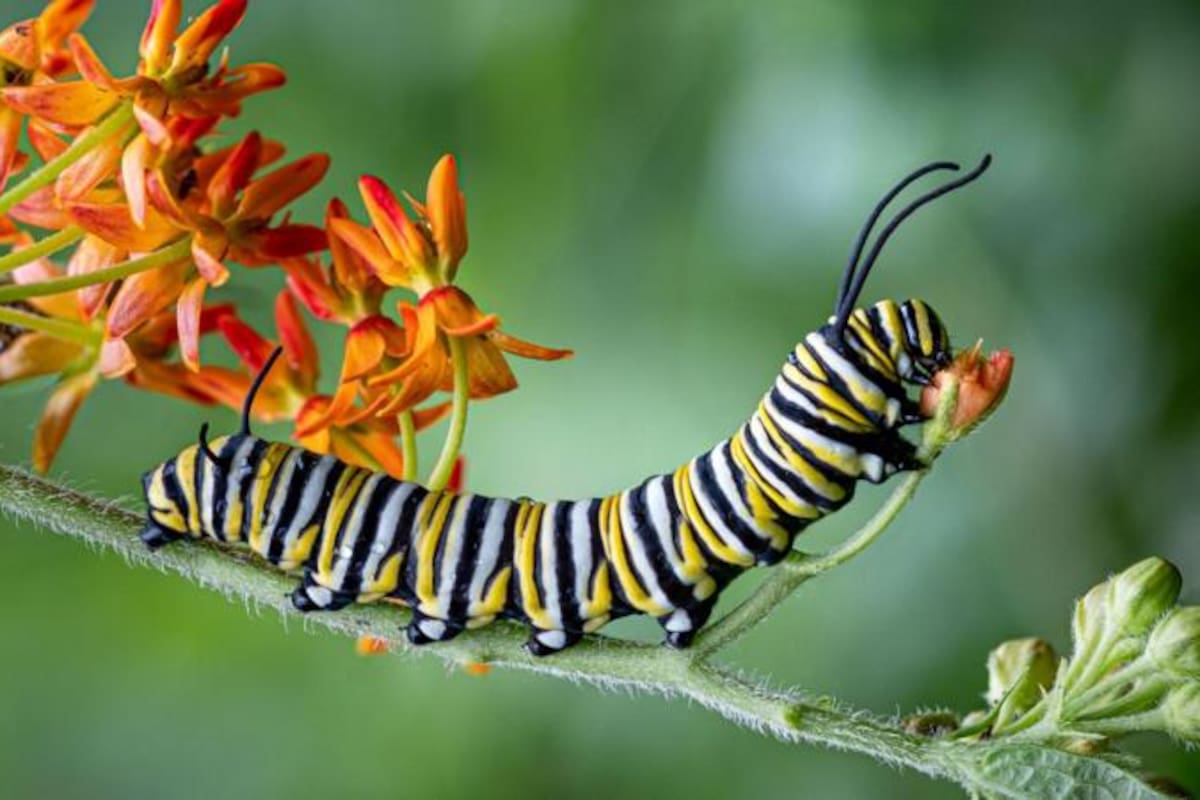 Observar a las orugas comerse las plantas puede ser una experiencia fascinante