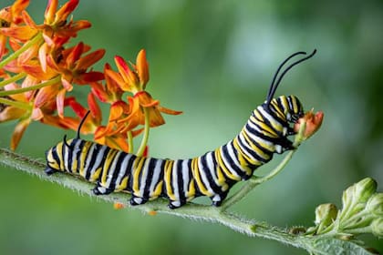 Observar a las orugas comerse las plantas puede ser una experiencia fascinante