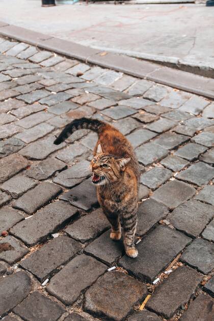 Observar el lenguaje corporal es clave para interpretar con mayor precisión lo que un gato intenta comunicar