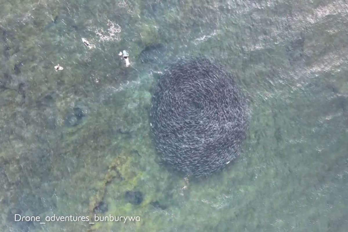 Observar un banco de peces de cerca es un fenómeno de la naturaleza de los más asombrosos