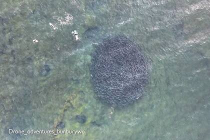 Observar un banco de peces de cerca es un fenómeno de la naturaleza de los más asombrosos