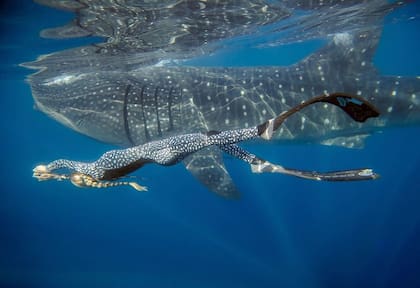 Ocean Ramsey nadando junto a un tiburón ballena
