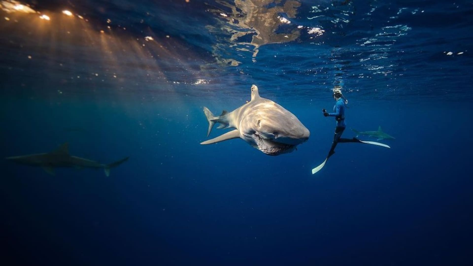 Ocean Ramsey sumergida junto a un tiburón