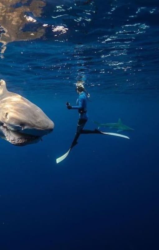 Ocean Ramsey sumergida junto a un tiburón