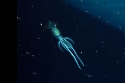 OceanX, la entidad que estudia los abismos oceánicos, compartió en las redes sociales un video que muestra al enorme calamar cerca de los restos del naufragio del barco Pella, a 850 metros de profundidad