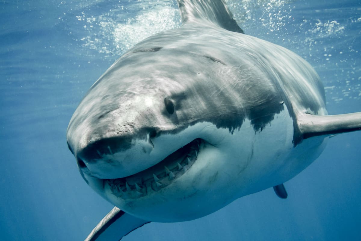 Octubre es el mes con mayor actividad de esta especie en el norte de la costa este de EE.UU.