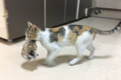 Ocurrió en un hospital de Estambul, y las imágenes, registradas por una escritora turca, recorrieron el mundo