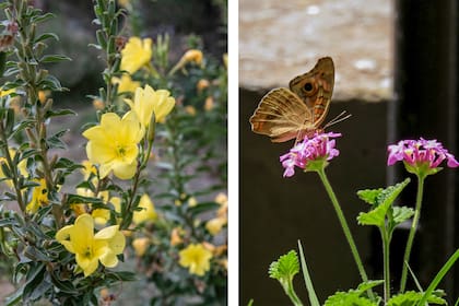 Oenothera affinis y Lantana megapotamica, dos aliadas para crear un jardín más vivo y lleno de mariposas