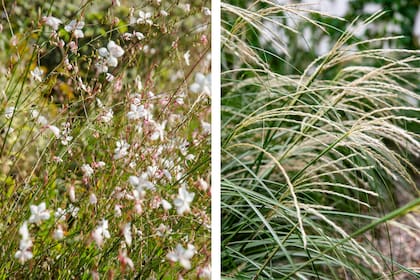 Oenothera lindheimeri y Miscanthus sinensis, follaje liviano, que insinúa sin agobiar