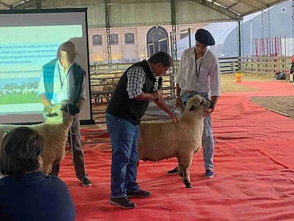 Ojea Rullán señaló que solo un 30% del rendimiento animal depende de la genética y el 70% restante del entorno