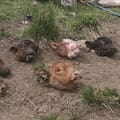 A Francisco Franco le mataron 34 animales en un mes, perdió $40 millones y abandonó el campo