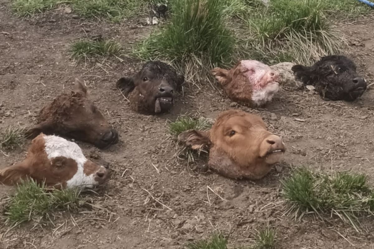 Ola de abigeatos y cortes de alambrados alarma a los productores rurales en Olavarría