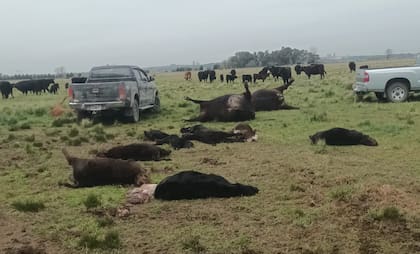 Ola de abigeatos y cortes de alambrados alarma a los productores rurales en Olavarría