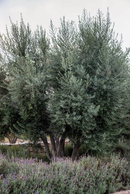 Olea europaea, el olivo, es una especie que caracteriza por excelencia al mediterráneo.
