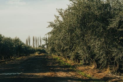 Olivares, un elemento infaltable del paisaje mendocino