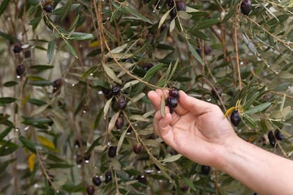 Olivas maduras de la plantación que está junto a la fábrica.