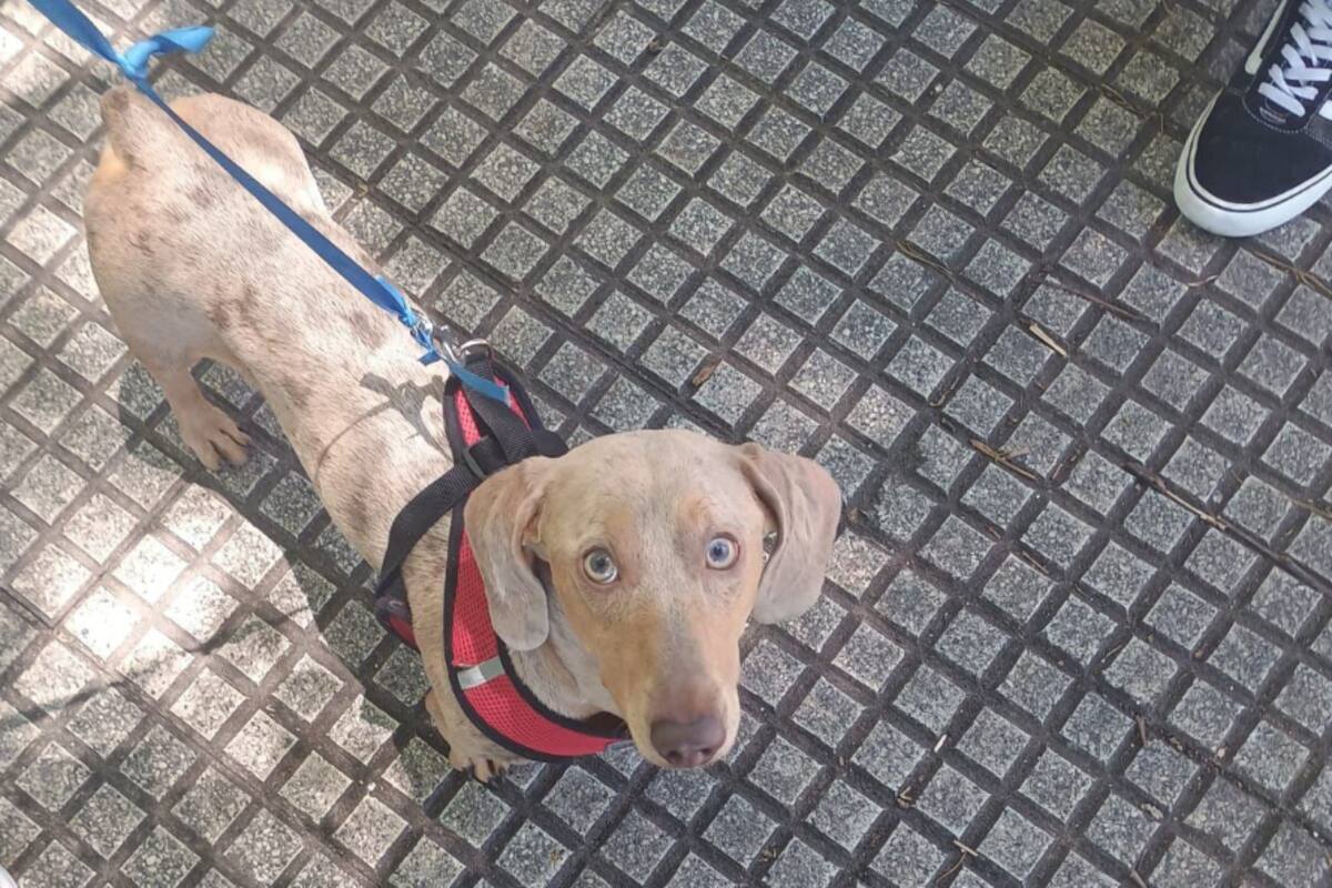 Oliver, el perro que fue robado ayer a las 20 sobre calle Vidal al 2400, entre Monroe y Blanco Encalada