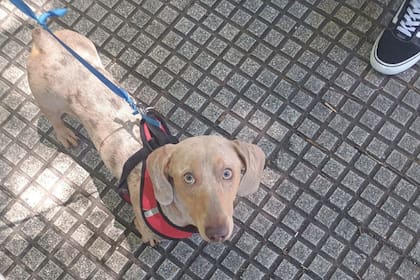 Oliver, el perro que fue robado ayer a las 20 sobre calle Vidal al 2400, entre Monroe y Blanco Encalada
