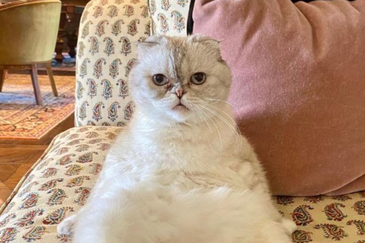 Olivia Benson, la gata de Taylor Swift, es uno de los animales más millonarios del mundo