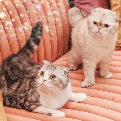Olivia y Meredith llegaron a la vida de Taylor Swift