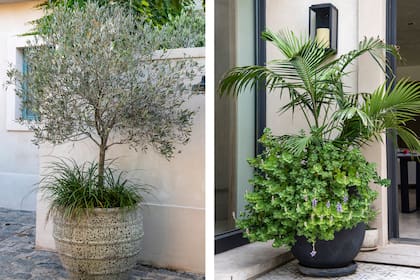 Olivo y Dypsis lutescens, dos especies en tendencia que se adaptan bien al cultivo en interiores