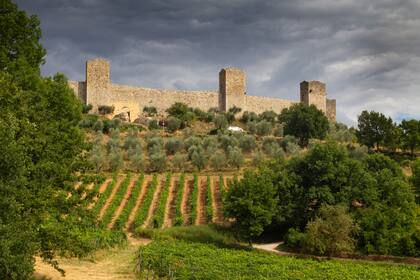 Olivos y vides en la Abadía de Sant’ Antimo.