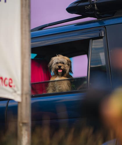 Olvidar a tu perro dentro del auto en pleno verano o invierno, podría perjudicar su salud y llevarlo a la muerte