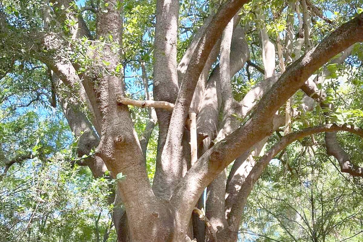 Ombú de la Guardia de Juncal