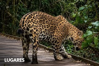 Circula libre por Iberá pero cierran senderos por seguridad