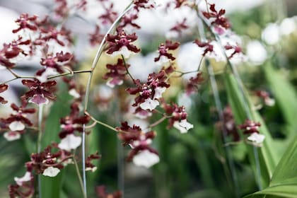 Oncidium Sharry Baby florece mejor en zonas con amplitud térmica, es decir, cuando la temperatura baja varios grados por la noche