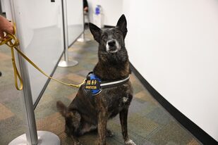One Betta, uno de los perros detectores de Covid-19, en el aeropuerto de Miami