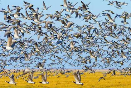 Oostvaardersplassen es un hábitat importante para el ganso entre mayo y junio.