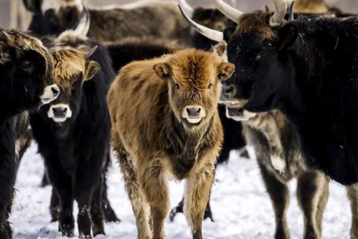 Oostvaardersplassen; VIda silvestre; BBC; BBC Mundo; Naturaleza
