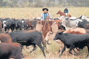 Opciones para la ganadería del Nordeste
