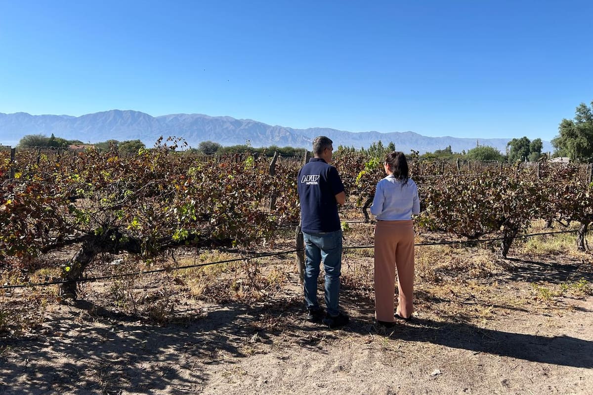 Operativo de la AFIP en establecimientos vitivinícolas