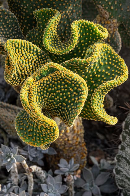 Opuntia microdasys var. contorta