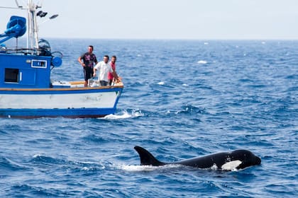 Desde el Estrecho de Gibraltar hasta Galicia, los navegantes sufrieron aterradores encuentros con orcas