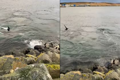 Un video muestra el momento exacto en que una foca se trepa a unas rocas para evitar ser atrapada por una manada de orcas. Ocurrió en la costa de las islas Shetland en Escocia