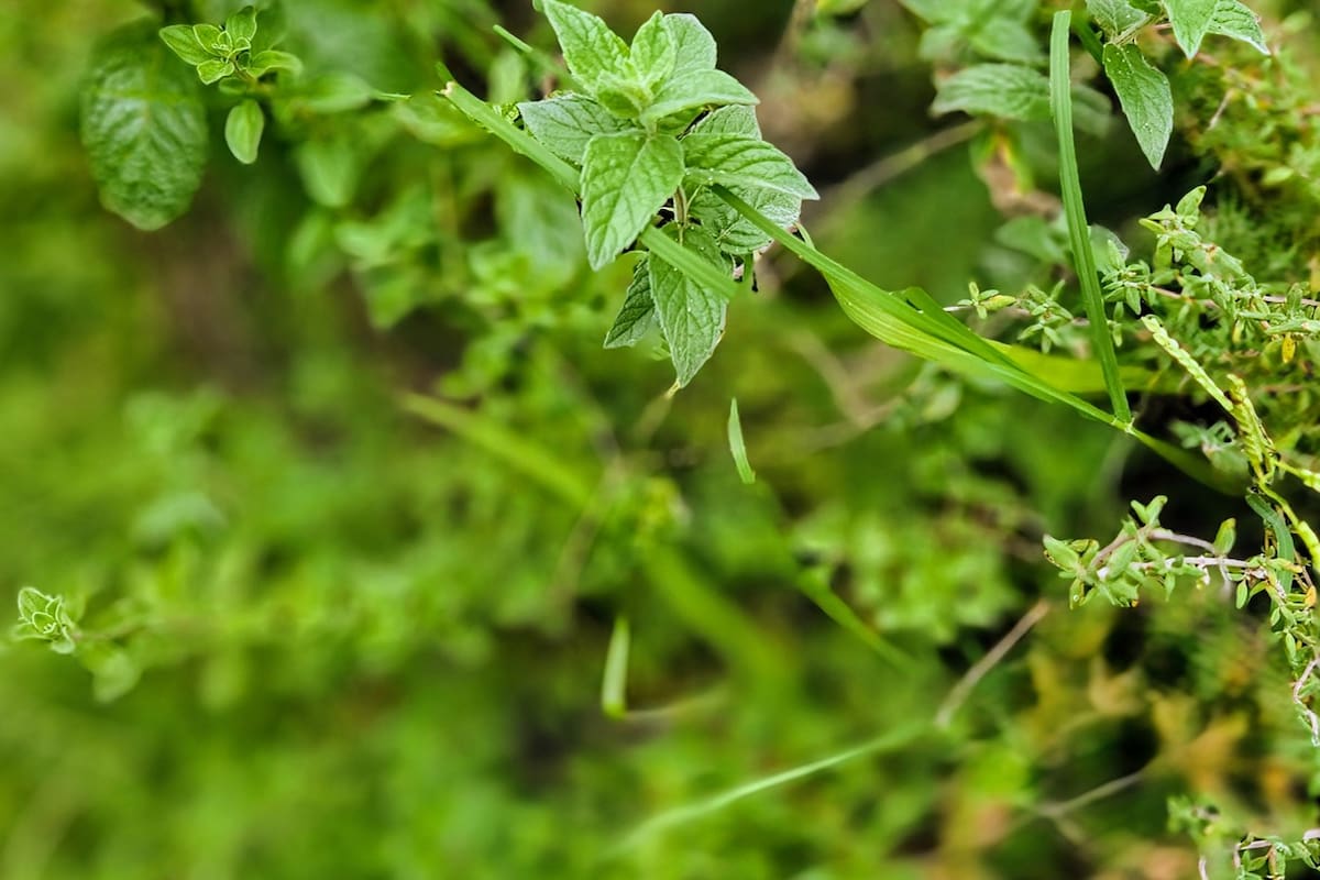 Orégano, hierbabuena, tomillo