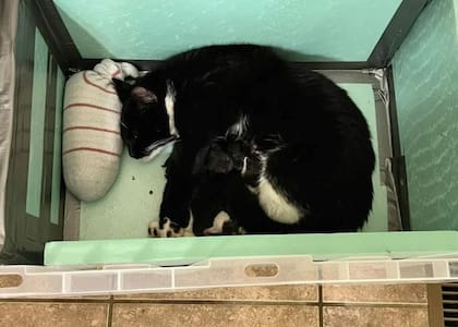 Oreo junto a sus hijos