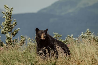 Organizaciones animales desaprueban la caza de osos negros en Florida (Unsplash)